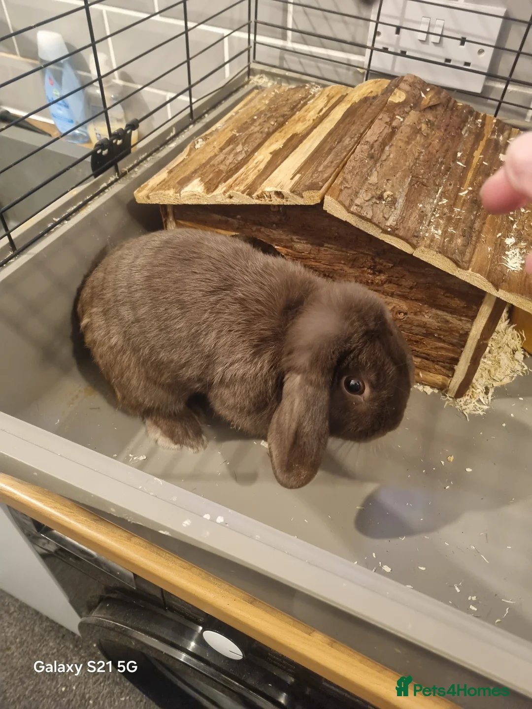 Mini Lop rabbits for sale: Male lop  in Dudley - Advert 1
