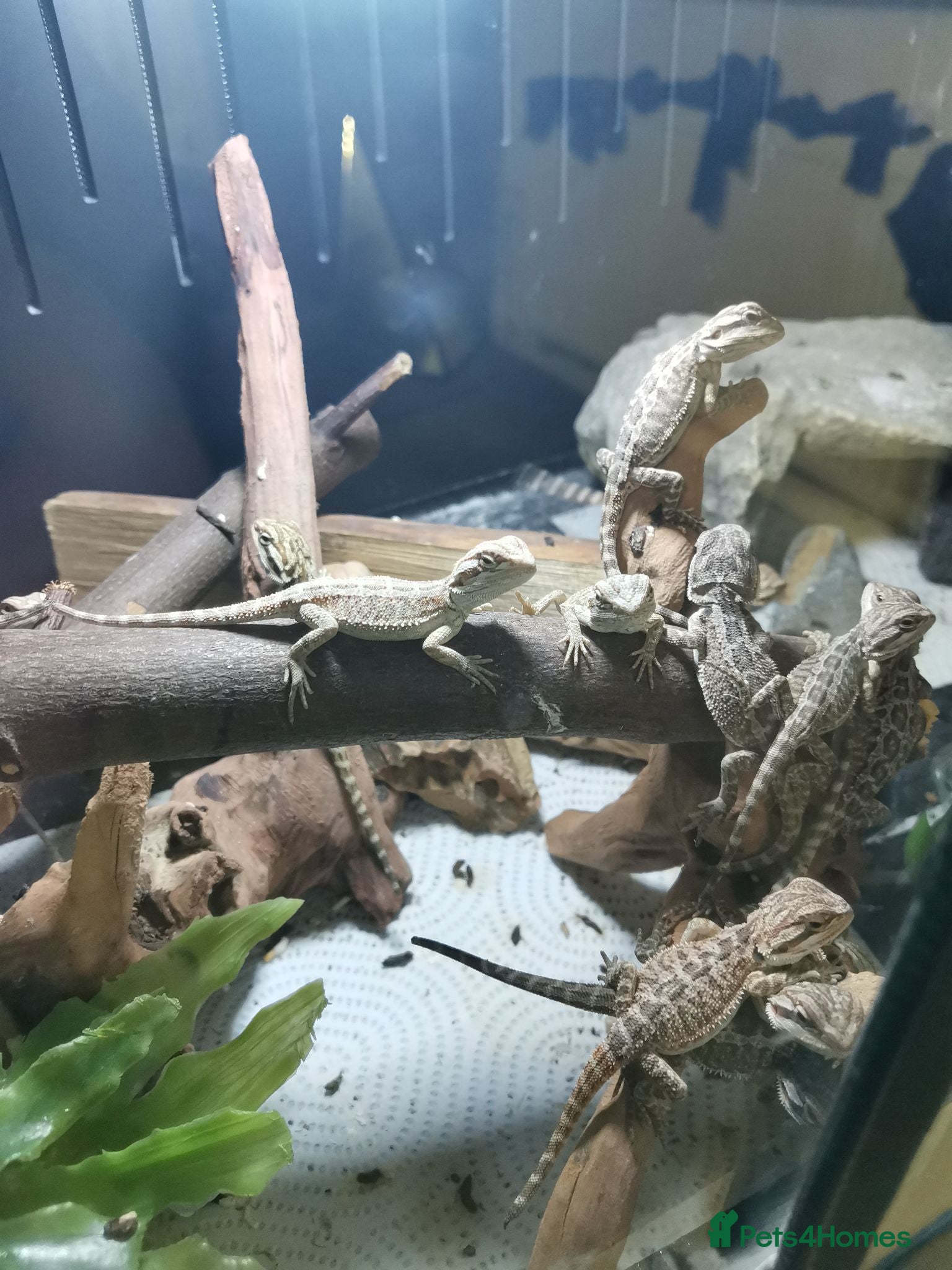 Bearded Dragon reptiles Baby bearded dragons - Advert 1