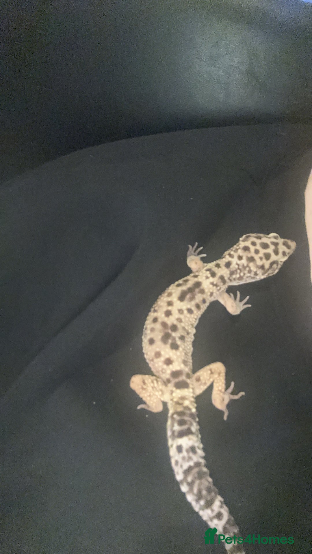 Leopard Gecko reptiles for sale: Leopard Gecko + enclosure  - Image 8