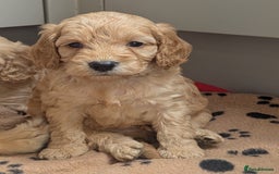 Cockapoo dogs for sale: Beautiful Cockapoo Puppies  - Image 1