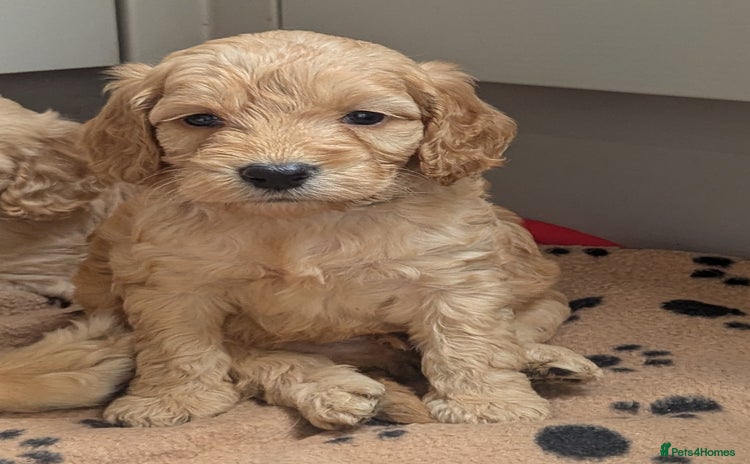 Cockapoo dogs - Advert 2