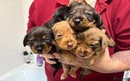Mixed Breed dogs for sale: Dorkie puppies - Image 2