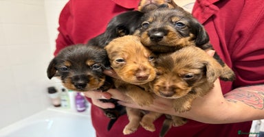 Mixed Breed dogs - Advert 1