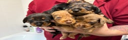 Mixed Breed dogs for sale: Dorkie puppies - Advert 2