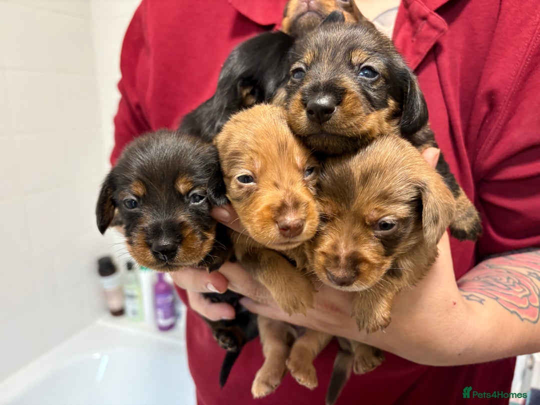 Mixed Breed dogs for sale: Dorkie puppies - Image 2