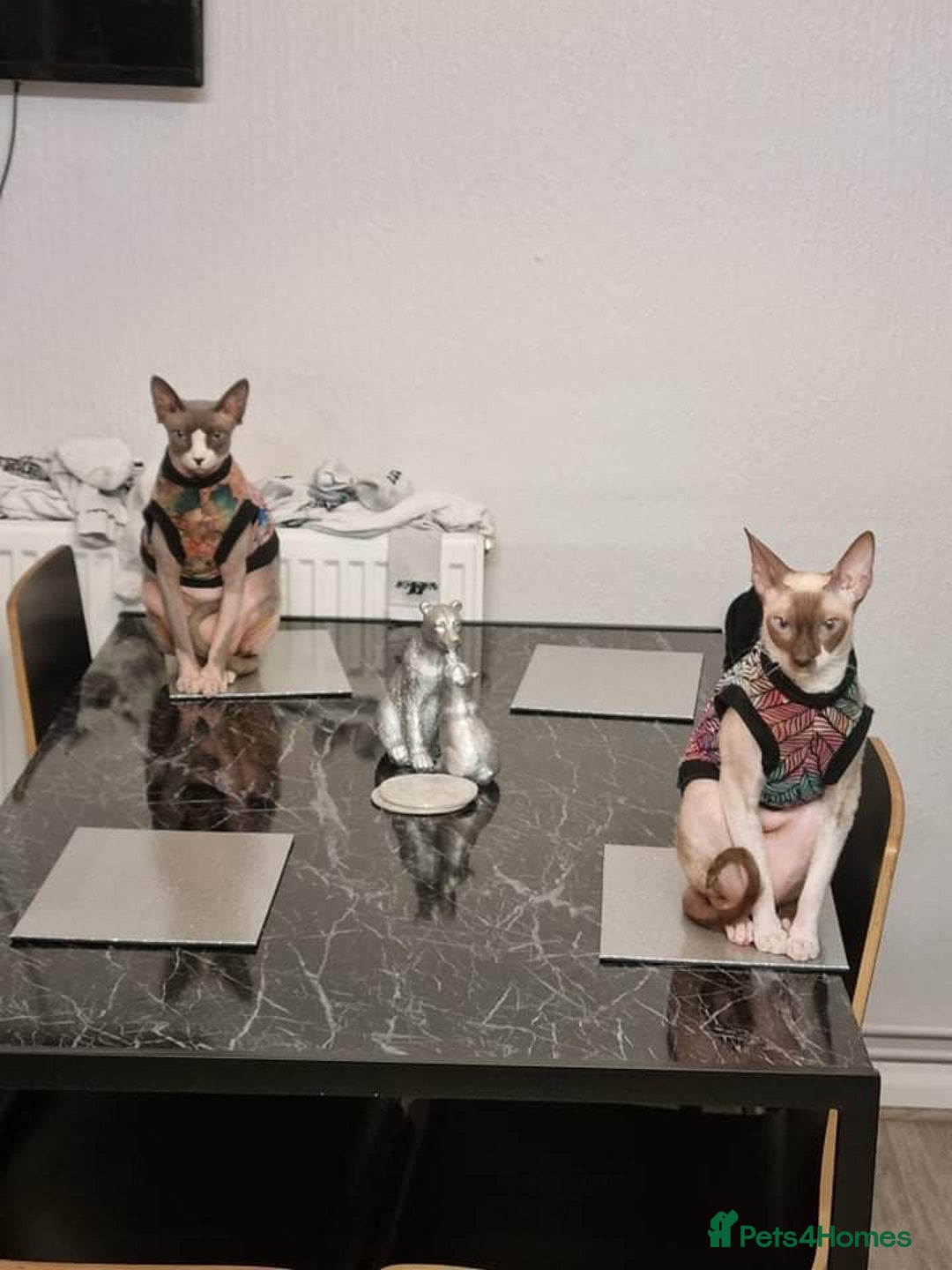 Cornish Rex cats for sale: Kira and Sushi - Image 7