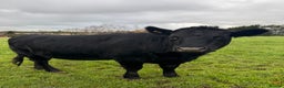 Cows & Bulls livestock for sale: 2 pedigree Dexter Heifers  - Advert 4
