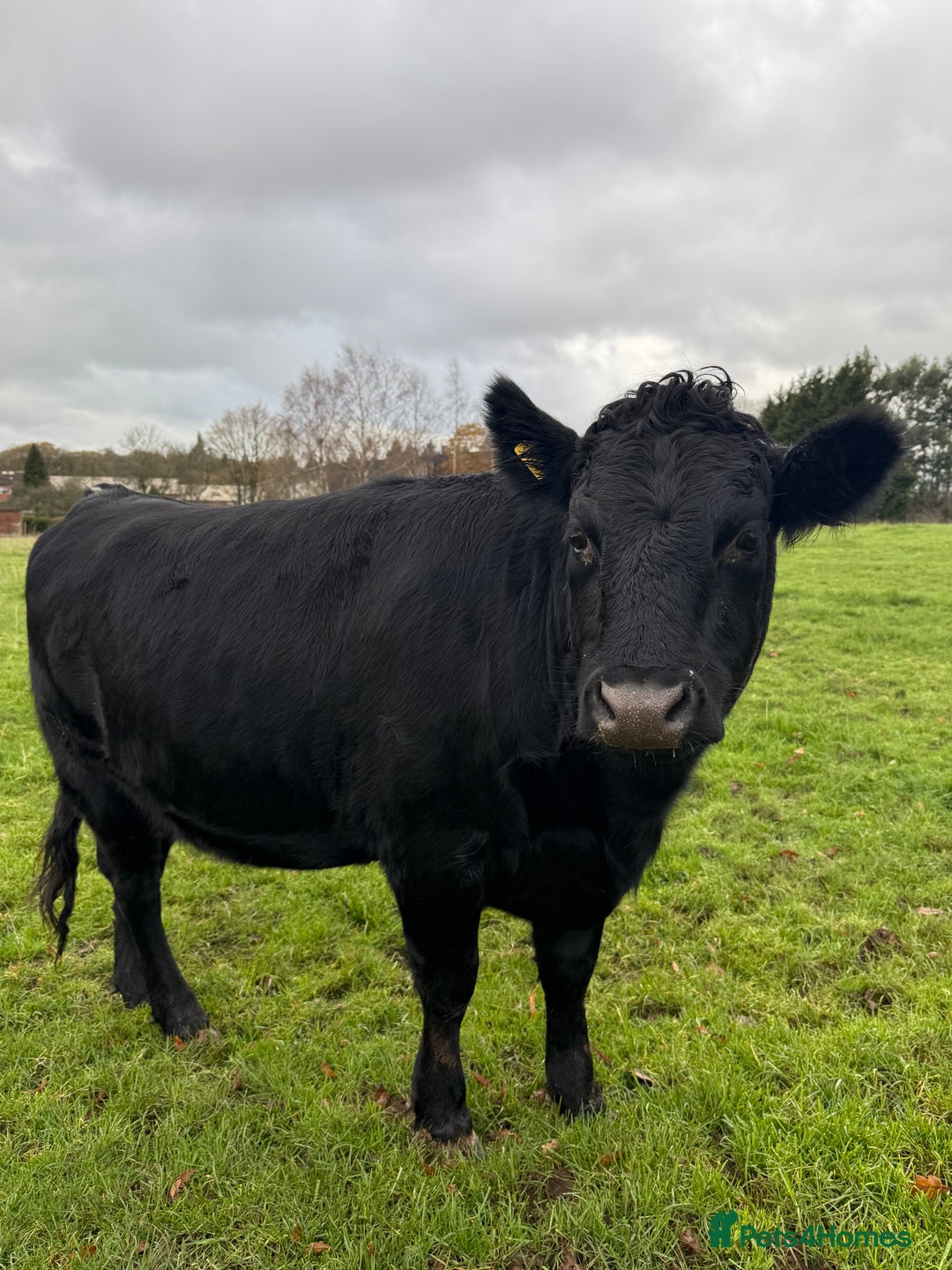 Cows & Bulls livestock for sale: 2 pedigree Dexter Heifers  - Advert 4