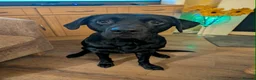 Labrador Retriever dogs for sale: Black Labrador puppies  in North Shields - Advert 10