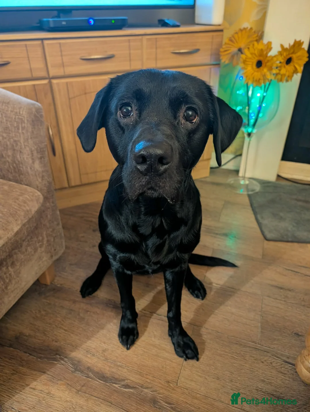 Labrador Retriever dogs for sale: Black Labrador puppies  in North Shields - Advert 10