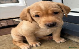 Labrador Retriever dogs for sale: Kc Red/yellow*READY NOW*Labrador Puppies  in Bacup - Image 13