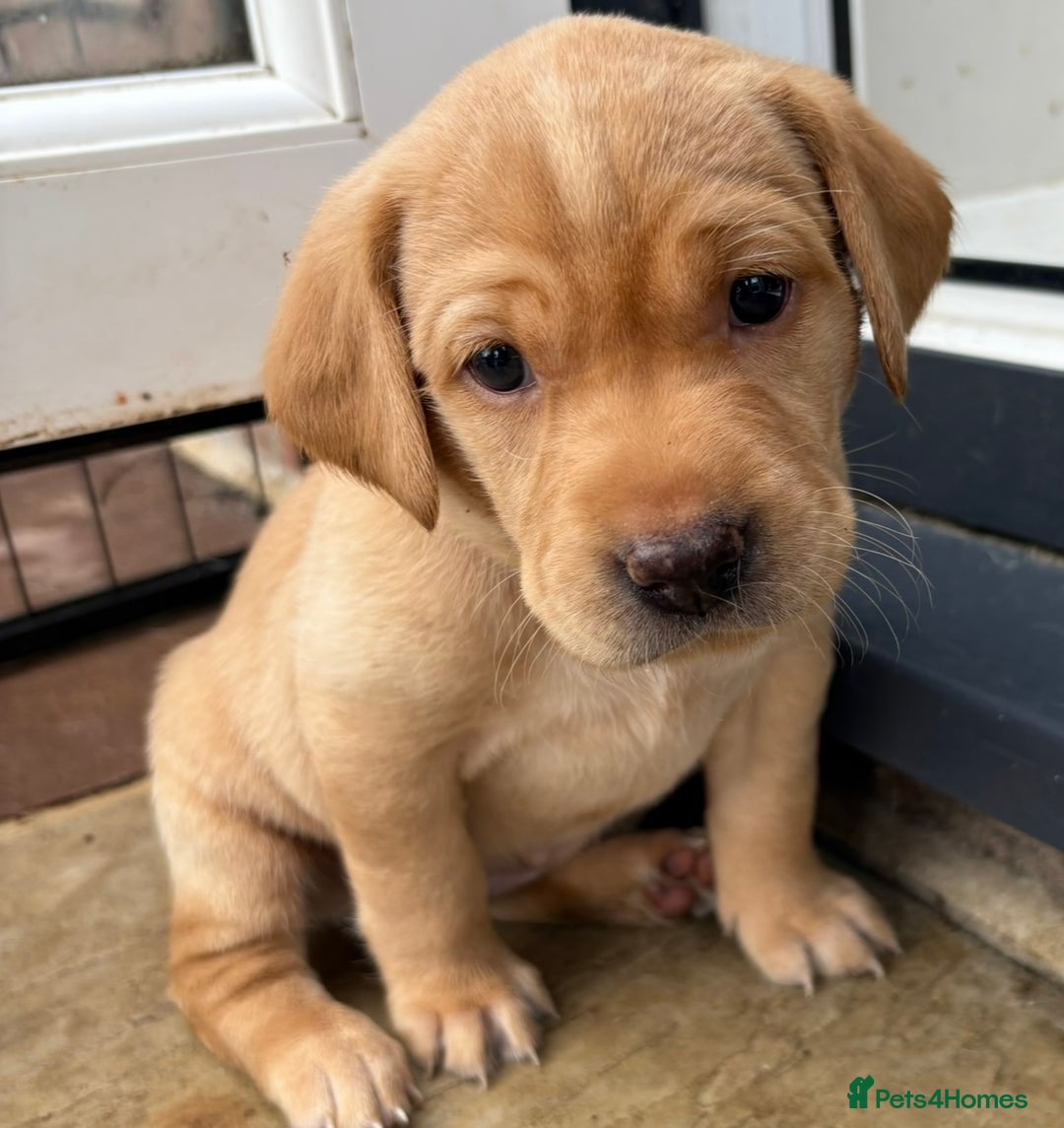 Labrador Retriever dogs for sale: Kc Red/yellow*READY NOW*Labrador Puppies  in Bacup - Image 13