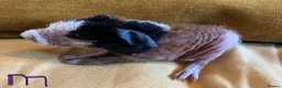 Guinea Pig rodents for sale: Skinny pig pups. Boys only  - Advert 9