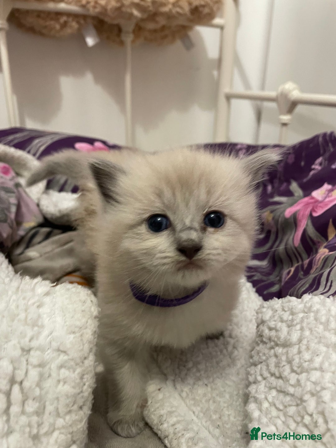 Ragdoll cats for sale: Ragdoll kittens   in Southampton - Image 6