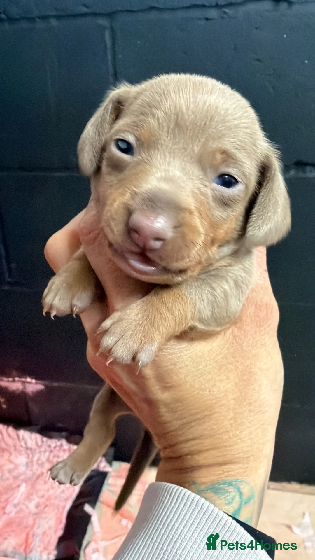 Miniature Dachshund dogs for sale: Miniature smooth haired  - Advert 2