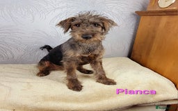 Australian Labradoodle dogs for sale: Australian Labradoodle × Fox Terrier Puppies - Image 33