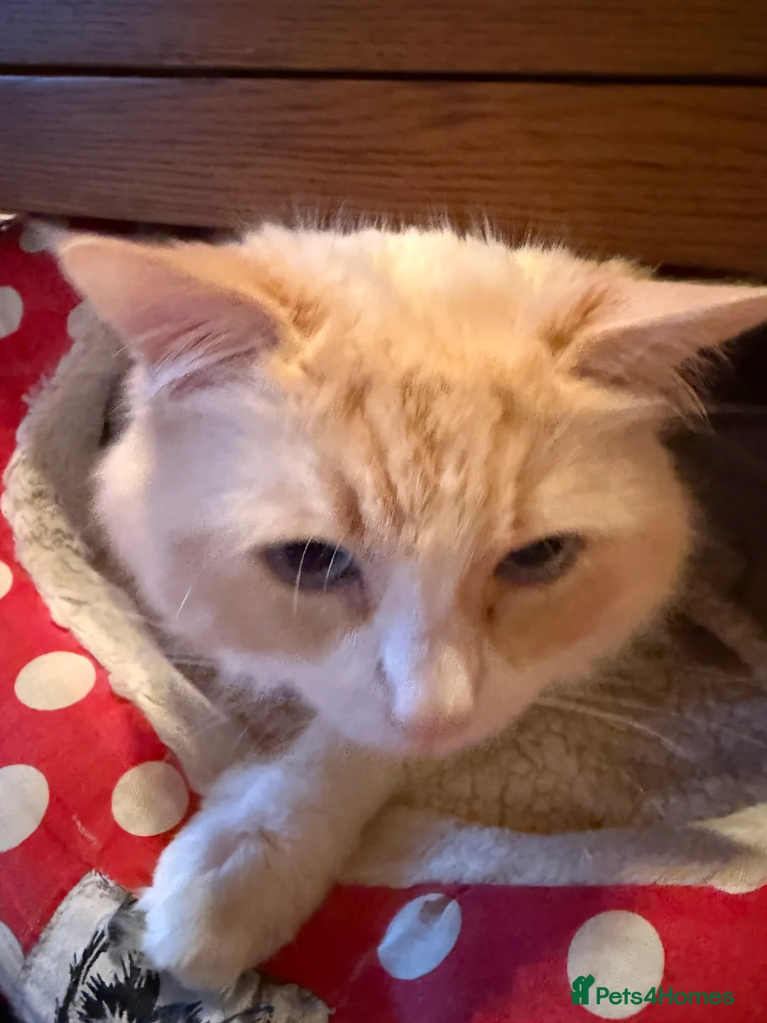 Ragdoll cats for sale: Ragdoll kittens READY NOW - Advert 3