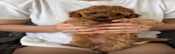 Miniature Poodle dogs for sale: Beautiful Miniature Poodle Puppies 🐾 - Advert 17
