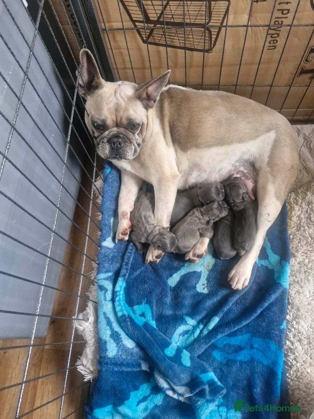 French Bulldog dogs for sale: Miss katie - Image 11