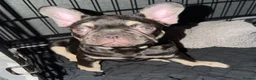 French Bulldog dogs for sale: One Beautiful French BullDog - Advert 2