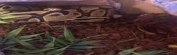Python Snake reptiles for sale: Ball python male - Advert 3