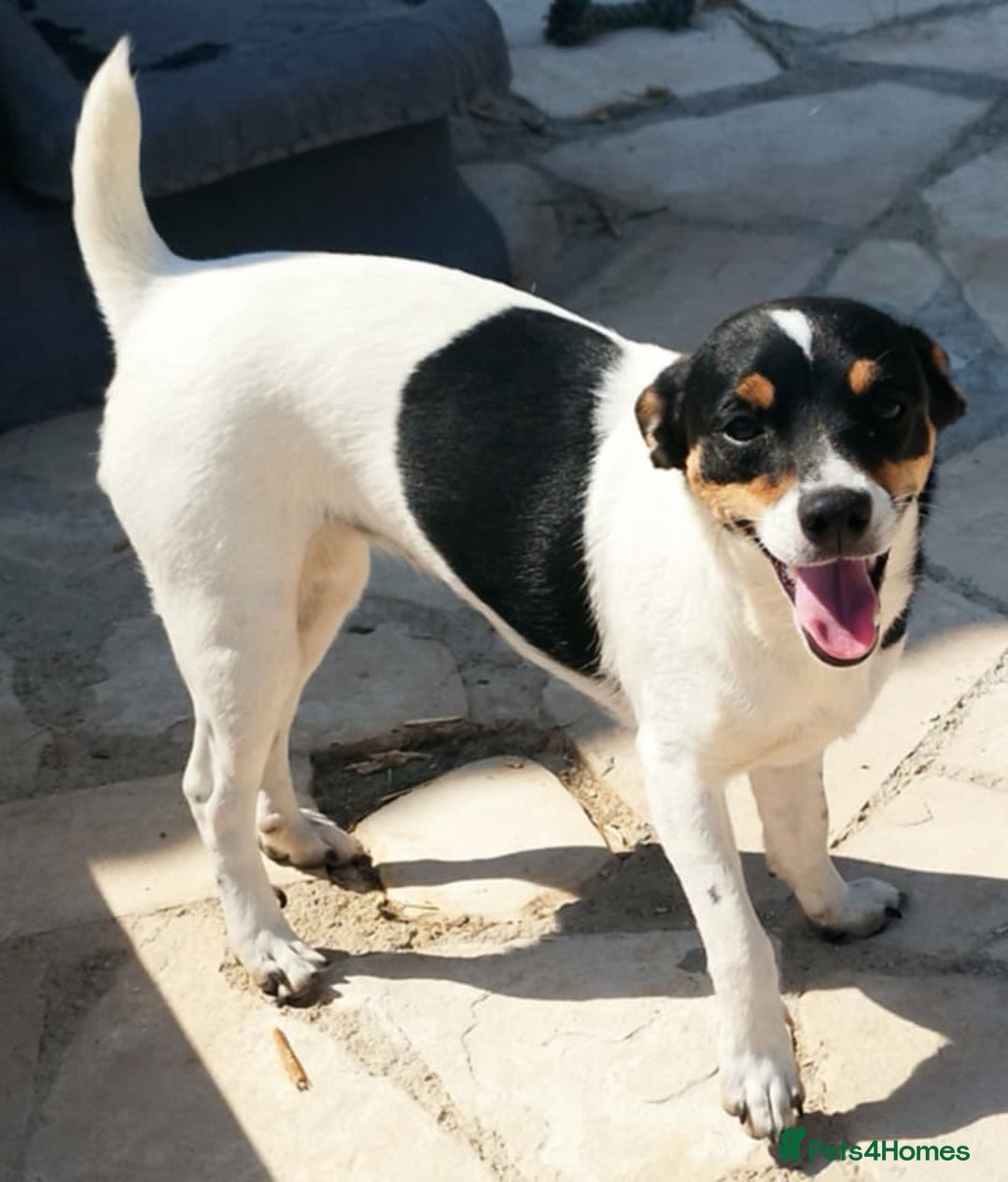 Jack Russell dogs for adoption: Viivi,a lively little soul needs forever home - Image 3