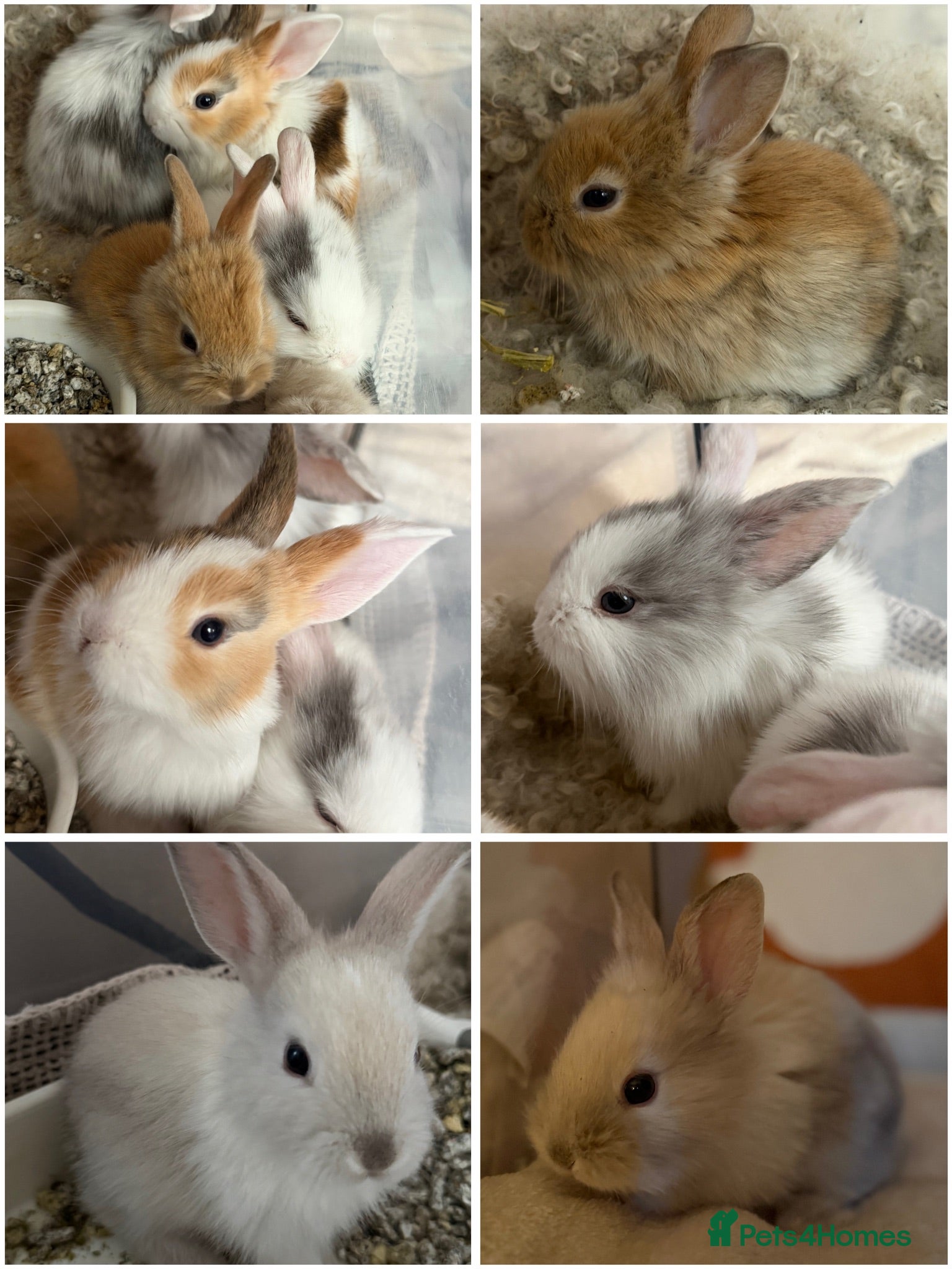 Mixed Breed rabbits Beautiful Baby Rabbits Ready for Loving Homes 🐰 - Advert 1