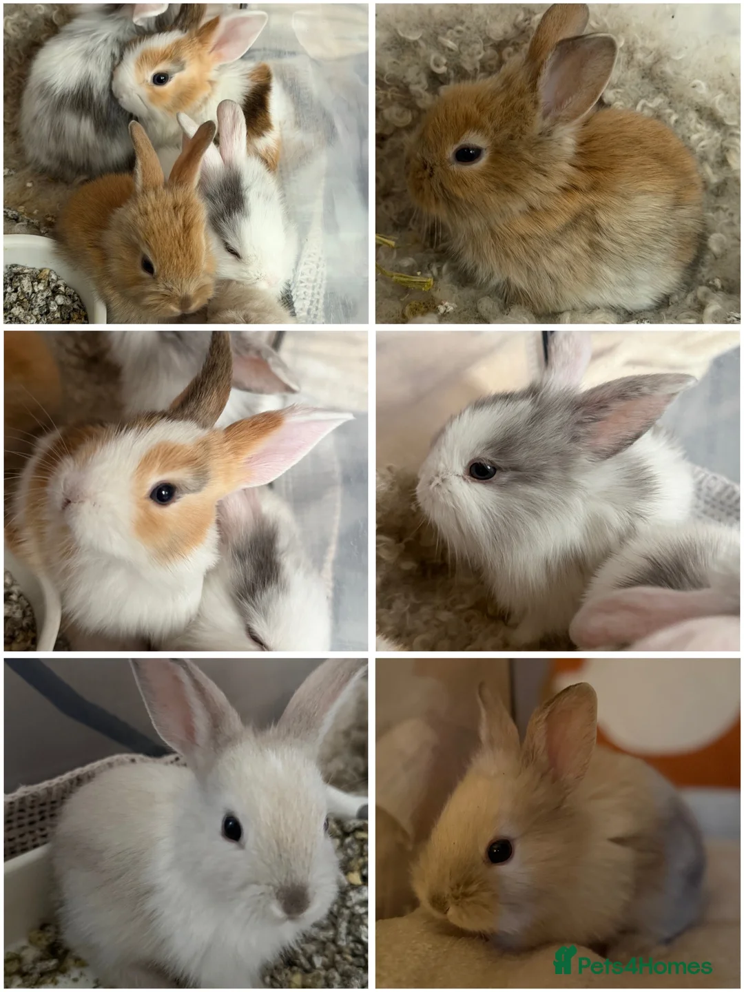 Mixed Breed rabbits for sale: Beautiful Baby Rabbits Ready for Loving Homes 🐰 - Advert 1