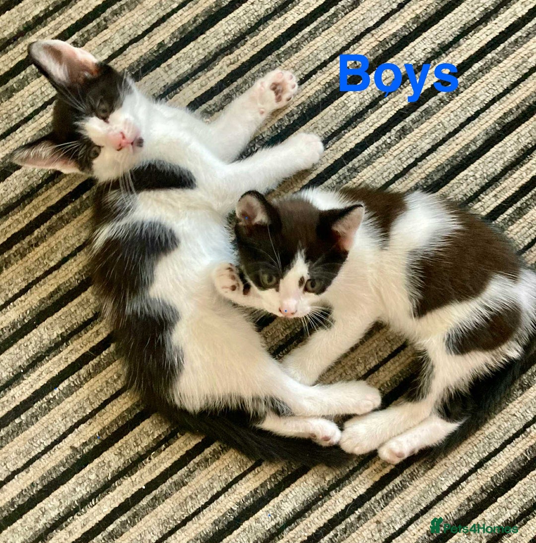 Mixed Breed cats for sale: ⭐️ Baby Little Boy Kitten⭐️ - Image 2