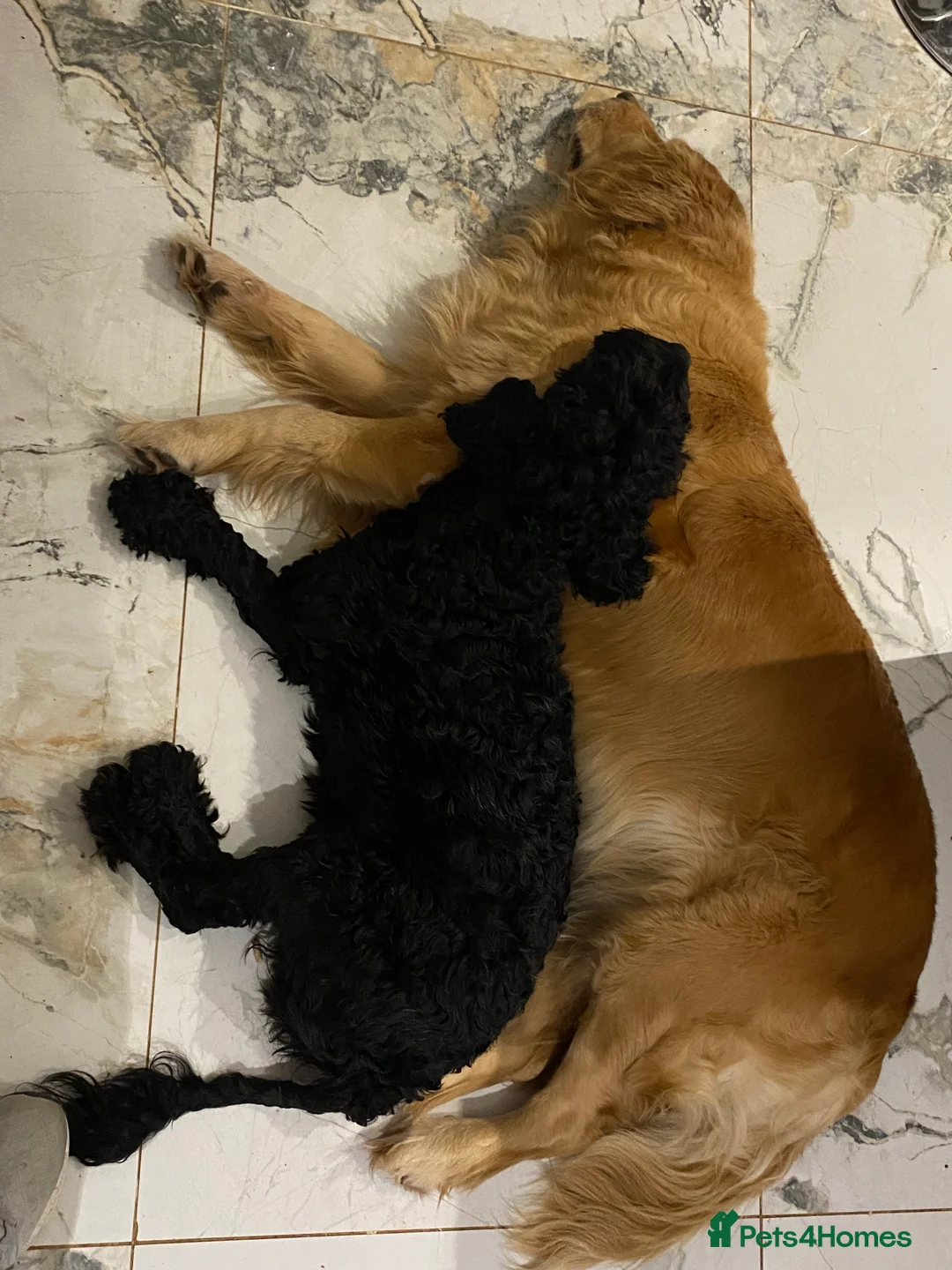 Cockapoo dogs for sale: ‼️ Attention Please ‼️ - Advert 17