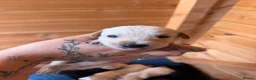 Mixed Breed dogs for sale: Puppy’s  in Oakham - Advert 15