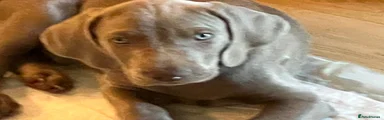 Weimaraner 1