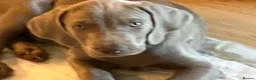 Weimaraner dogs for sale: Ready to go Weimaraner puppies KC registered - Advert 17