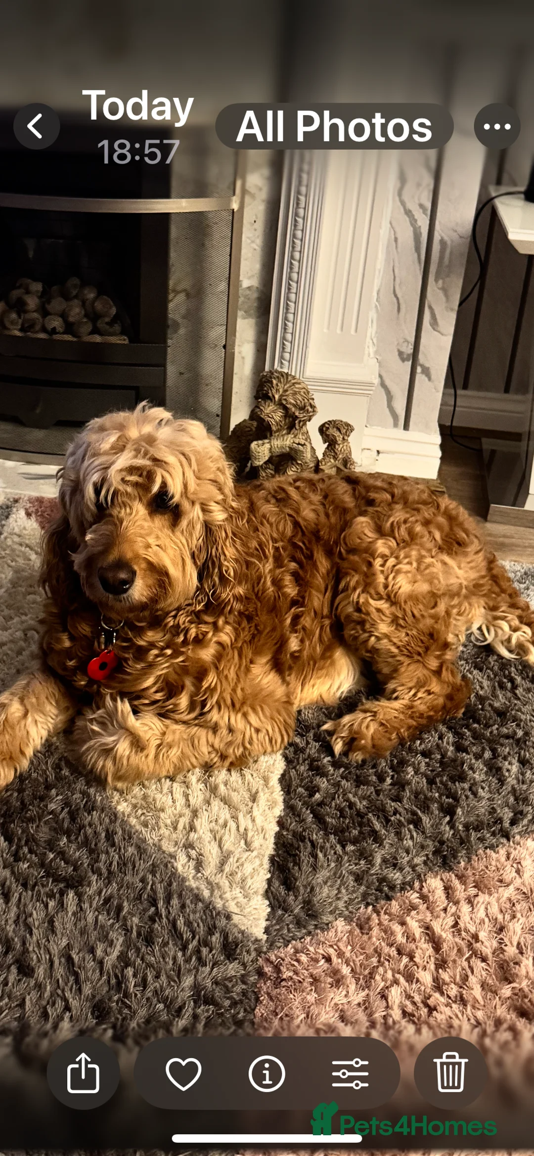 Irish Doodle dogs for stud: Max for stud  - Advert 6