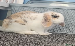 Mini Lop rabbits for sale: Mellow  - Image 2