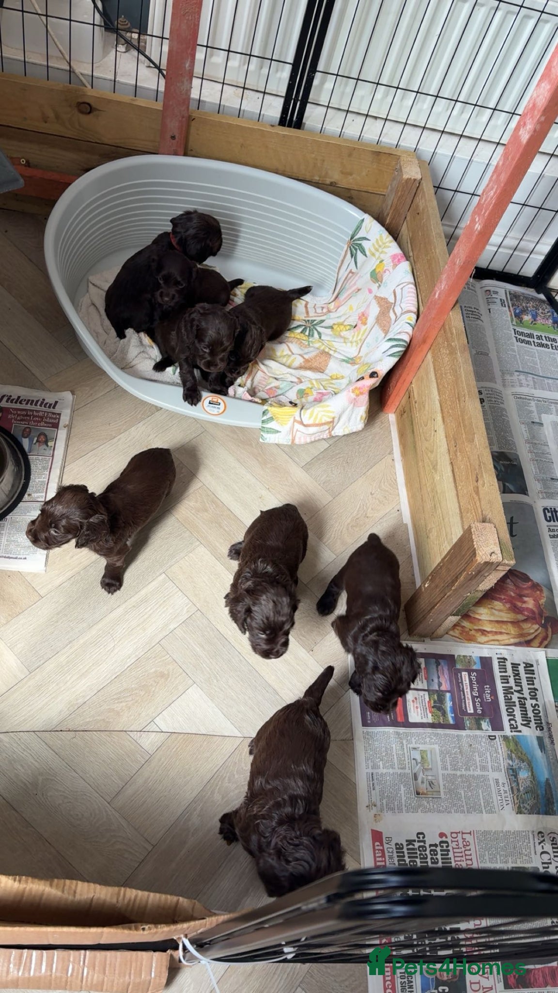 Cocker Spaniel dogs Kc registered working cocker spaniels  - Advert 1