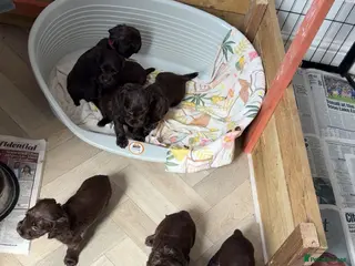 Cocker Spaniel dogs Kc registered working cocker spaniels - Advert 3