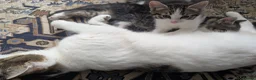 Mixed Breed cats for sale: Two beautiful tabby boys in Bath - Advert 2
