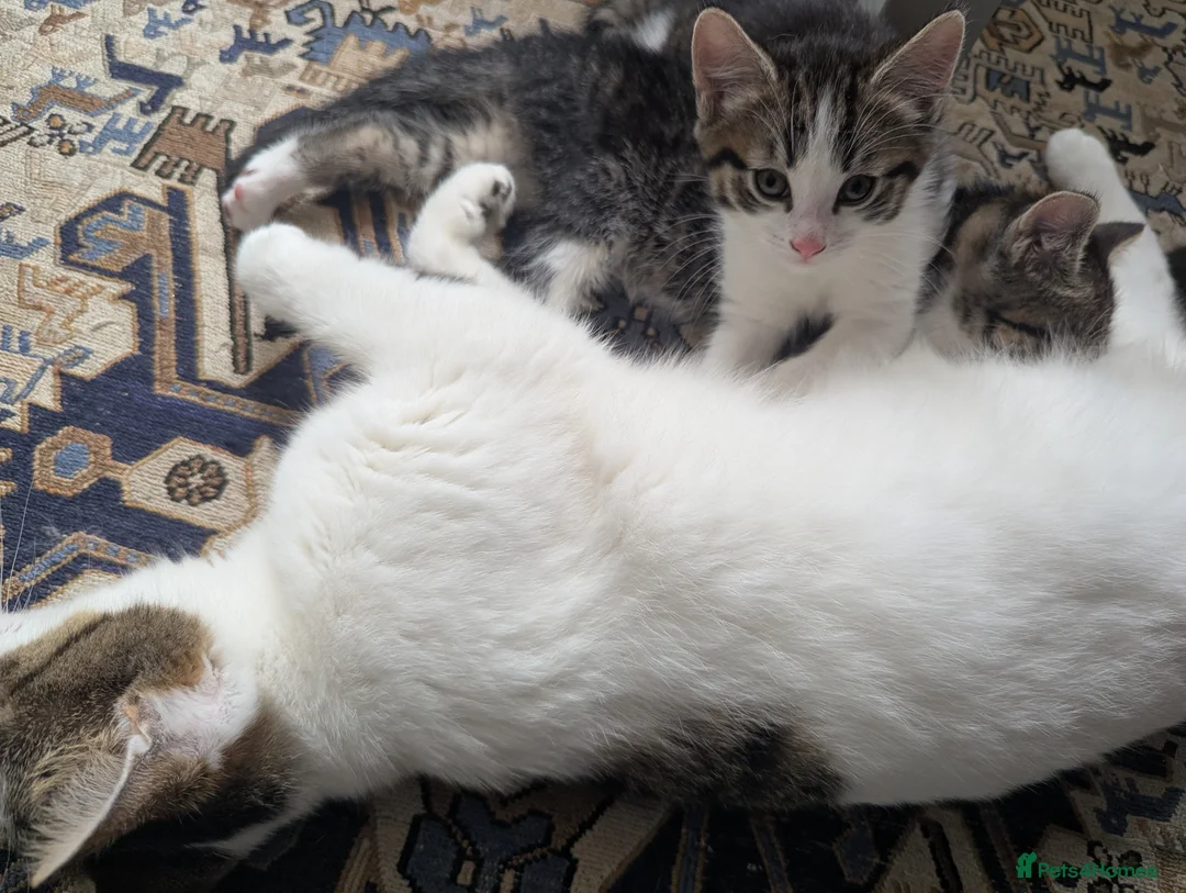 Mixed Breed cats for sale: Two beautiful tabby boys in Bath - Advert 2