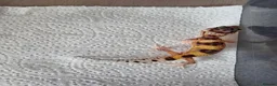 Leopard Gecko reptiles for sale: Leopard Gecko Babies Mixed Morph - Advert 9