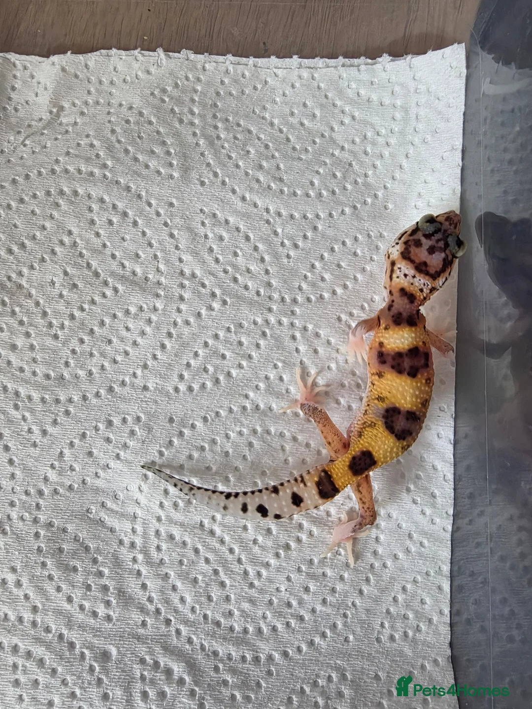 Leopard Gecko reptiles for sale: Leopard Gecko Babies Mixed Morph - Advert 9