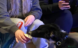 Border Collie dogs for sale: Border Collie Male  - Image 4