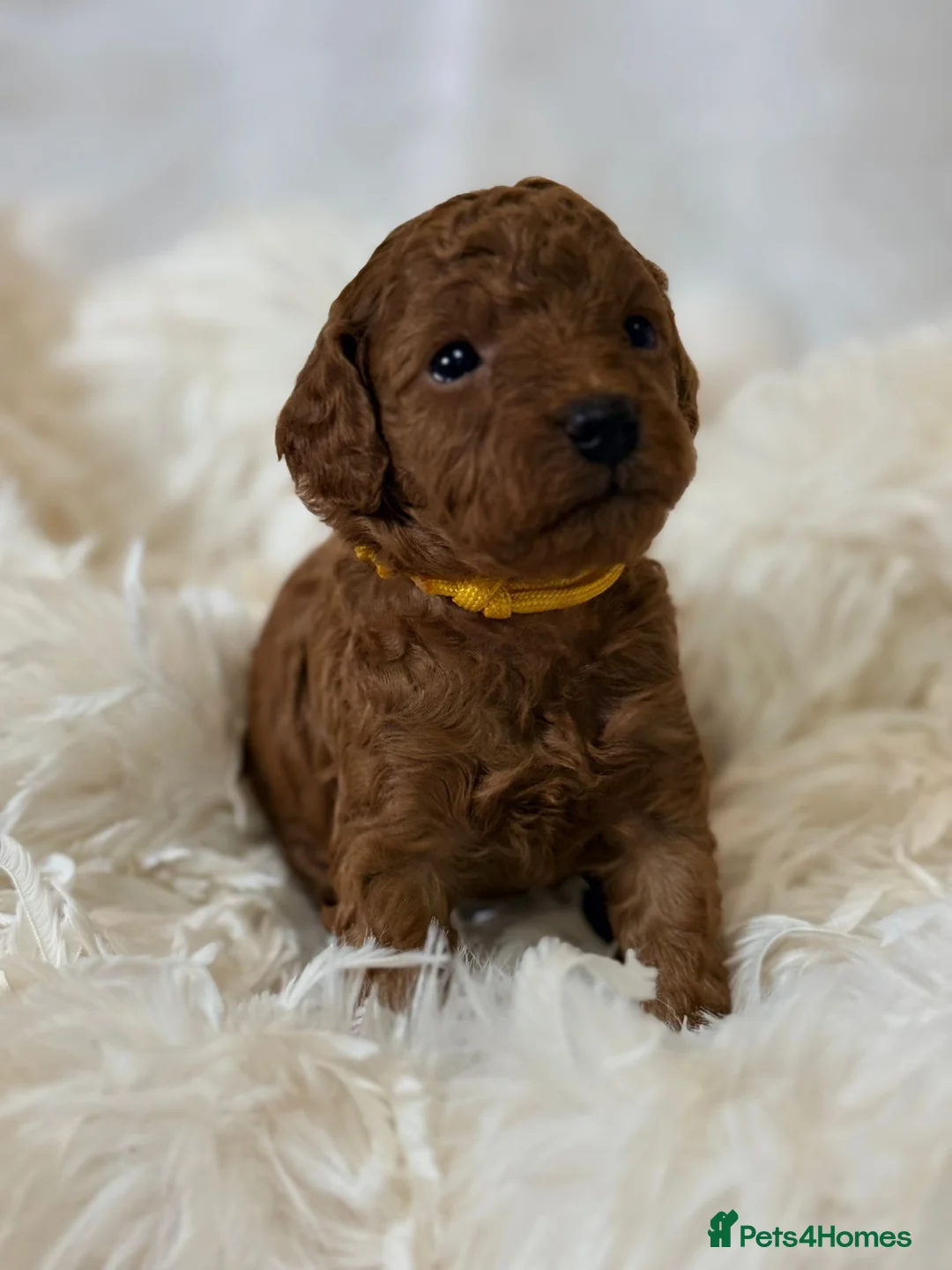 Toy Poodle dogs for sale: ❤️ Exceptional Asian Red Toy Poodle Puppies ❤️ - Advert 4