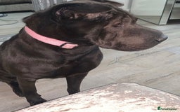 Mixed Breed dogs for sale: Sharpei cross for Rehoming  - Image 2