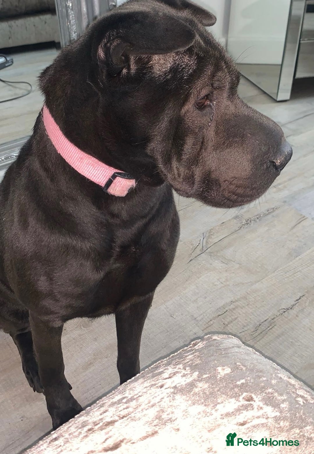 Mixed Breed dogs for sale: Sharpei cross for Rehoming  - Image 2