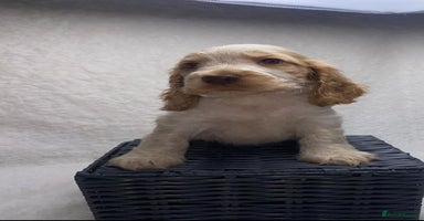 Cocker Spaniel dogs - Advert 4