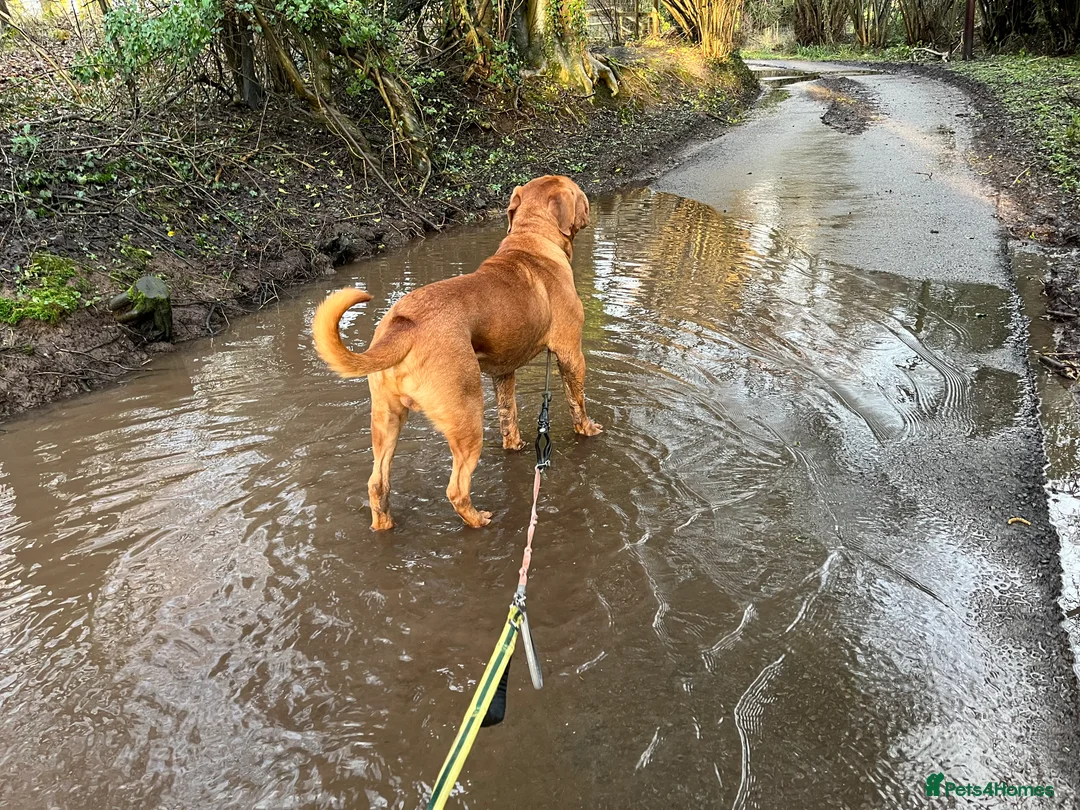Dogue De Bordeaux dogs for stud: Elite KC lines ! Available for Stud  - Advert 3