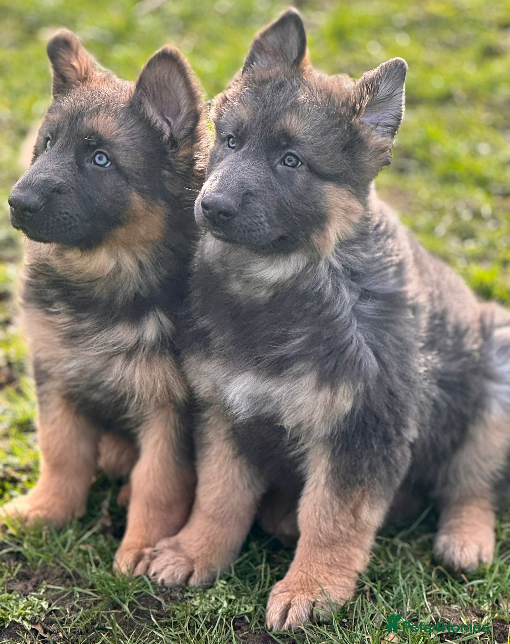 German Shepherd dogs Exceptional litter of KCreg German shepherds - Advert 16