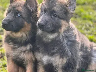 German Shepherd dogs Exceptional litter of KCreg German shepherds - Advert 16
