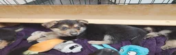 Shepsky dogs for sale: German Shepherd pups - Advert 3